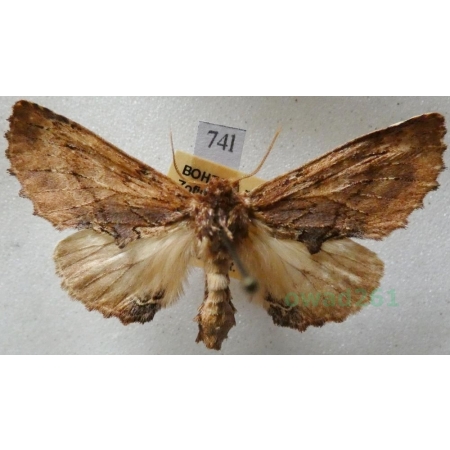 Ptilodon capucina (Linnaeus, 1758) male Wiechetka wielbłądka Czech74l